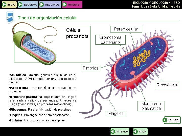 INICIO ESQUEMA RECURSOS BIOLOGÍA Y GEOLOGÍA 4. º ESO Tema 1: La célula. Unidad