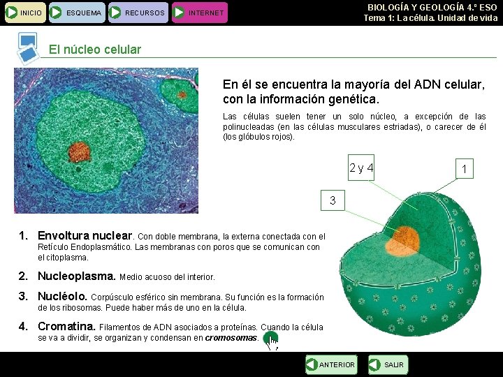 INICIO ESQUEMA RECURSOS BIOLOGÍA Y GEOLOGÍA 4. º ESO Tema 1: La célula. Unidad