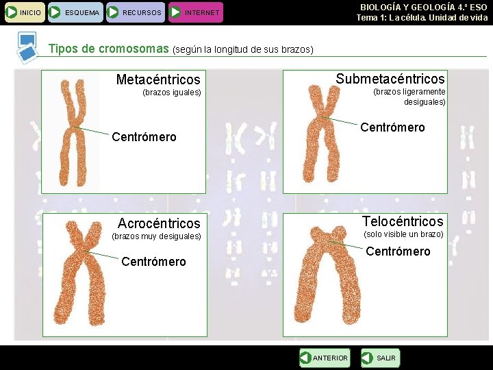 INICIO ESQUEMA RECURSOS BIOLOGÍA Y GEOLOGÍA 4. º ESO Tema 1: La célula. Unidad