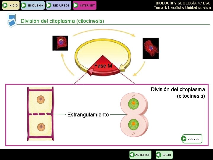 INICIO ESQUEMA RECURSOS BIOLOGÍA Y GEOLOGÍA 4. º ESO Tema 1: La célula. Unidad