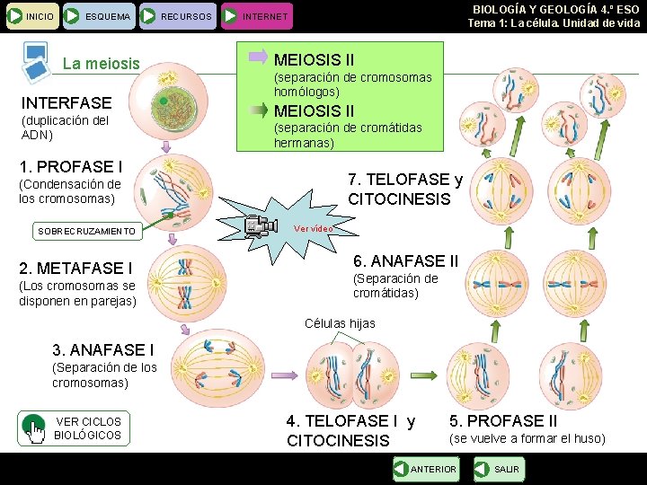 INICIO ESQUEMA La meiosis INTERFASE (duplicación del ADN) RECURSOS BIOLOGÍA Y GEOLOGÍA 4. º