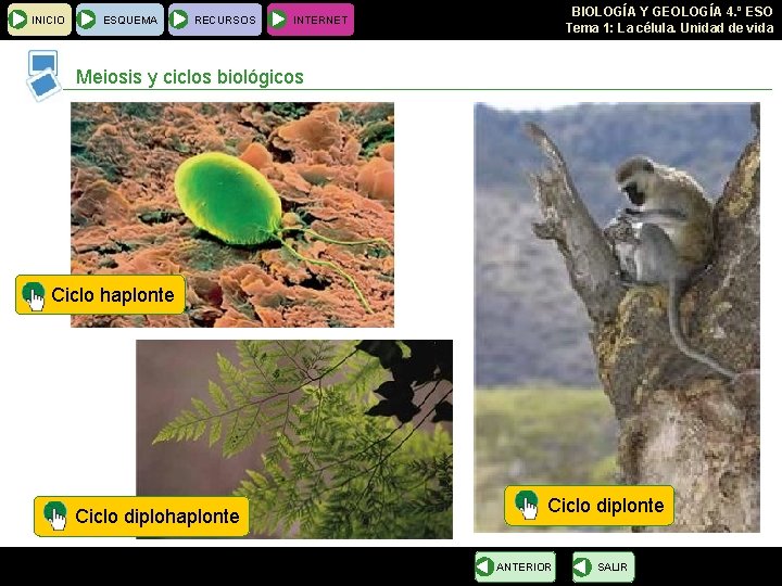 INICIO ESQUEMA RECURSOS BIOLOGÍA Y GEOLOGÍA 4. º ESO Tema 1: La célula. Unidad