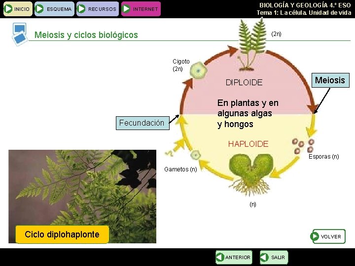 INICIO ESQUEMA RECURSOS BIOLOGÍA Y GEOLOGÍA 4. º ESO Tema 1: La célula. Unidad