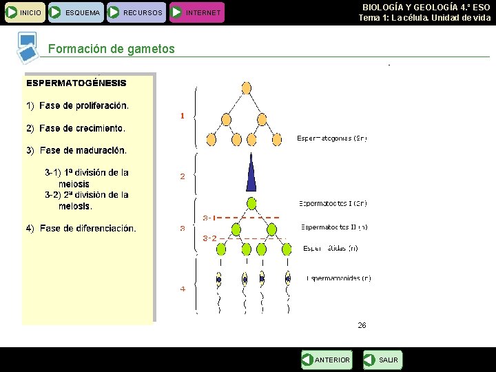 INICIO ESQUEMA RECURSOS BIOLOGÍA Y GEOLOGÍA 4. º ESO Tema 1: La célula. Unidad