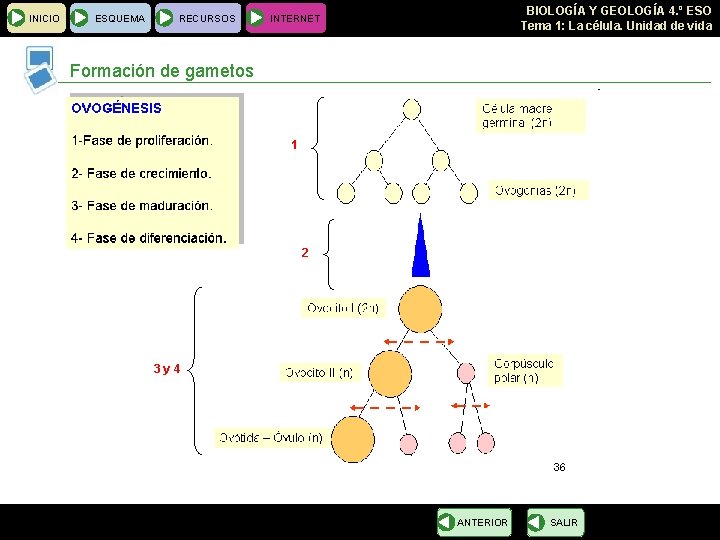 INICIO ESQUEMA RECURSOS BIOLOGÍA Y GEOLOGÍA 4. º ESO Tema 1: La célula. Unidad