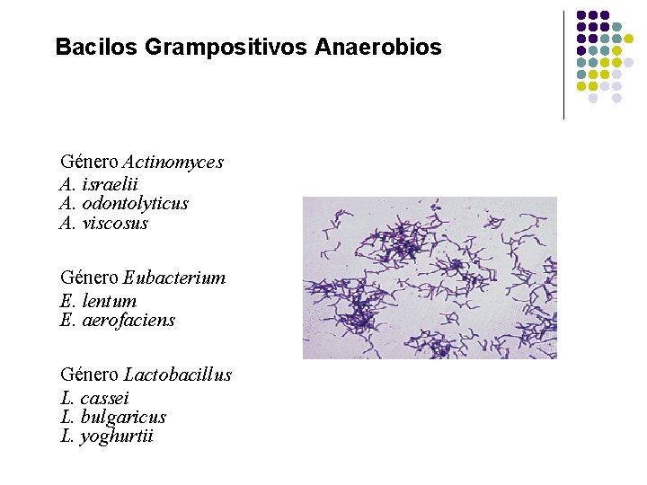 Bacilos Grampositivos Anaerobios Género Actinomyces A. israelii A. odontolyticus A. viscosus Género Eubacterium E.