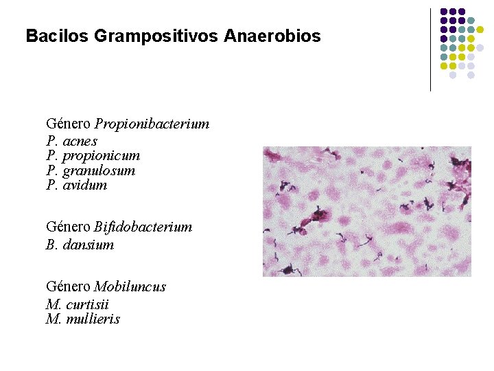 Bacilos Grampositivos Anaerobios Género Propionibacterium P. acnes P. propionicum P. granulosum P. avidum Género