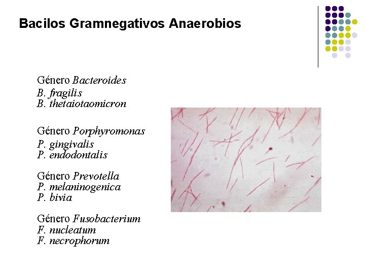 Bacilos Gramnegativos Anaerobios Género Bacteroides B. fragilis B. thetaiotaomicron Género Porphyromonas P. gingivalis P.