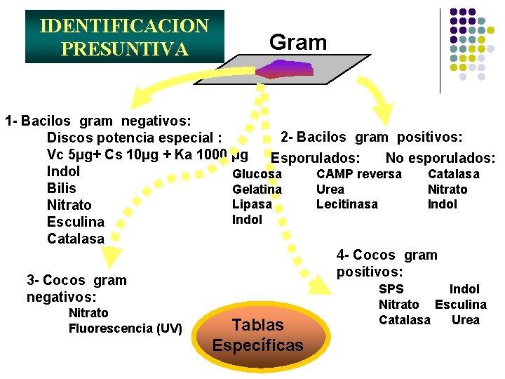 IDENTIFICACION PRESUNTIVA Gram 1 - Bacilos gram negativos: 2 - Bacilos gram positivos: Discos