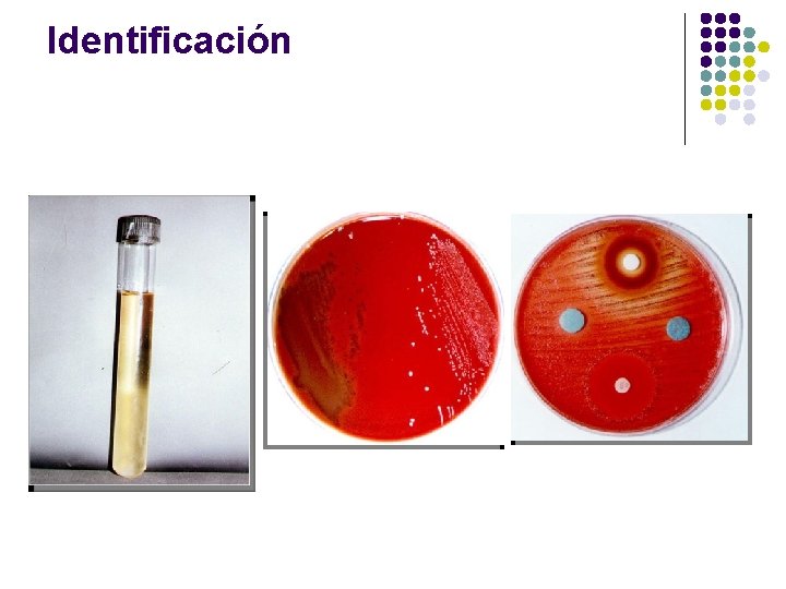 Identificación 