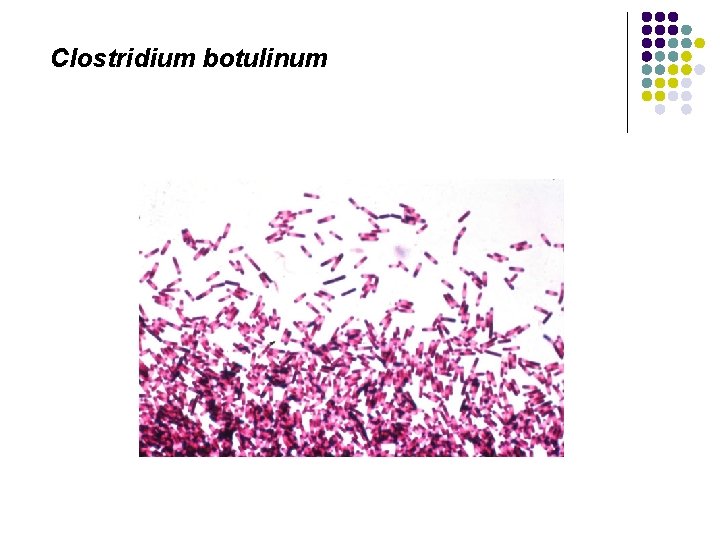 Clostridium botulinum 