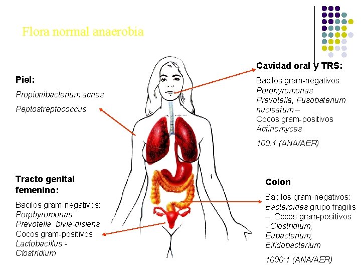 Flora normal anaerobia Cavidad oral y TRS: Piel: Propionibacterium acnes Peptostreptococcus Bacilos gram-negativos: Porphyromonas