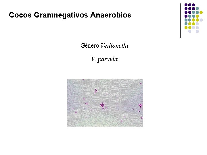 Cocos Gramnegativos Anaerobios Género Veillonella V. parvula 