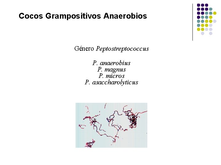 Cocos Grampositivos Anaerobios Género Peptostreptococcus P. anaerobius P. magnus P. micros P. asaccharolyticus 