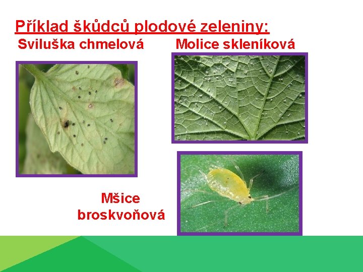 Příklad škůdců plodové zeleniny: Sviluška chmelová Mšice broskvoňová Molice skleníková 