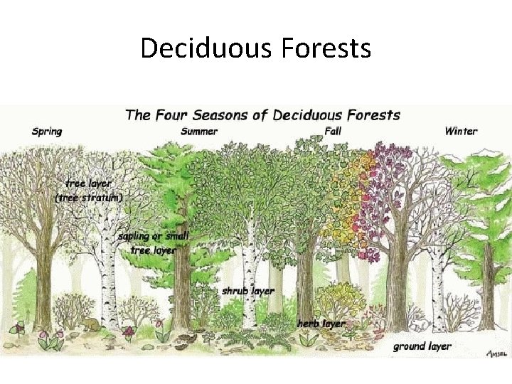 Deciduous Forests 