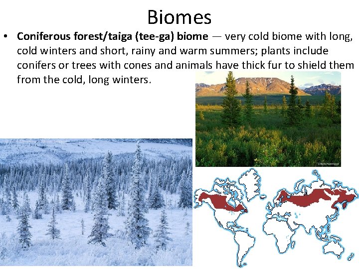 Biomes • Coniferous forest/taiga (tee-ga) biome — very cold biome with long, cold winters