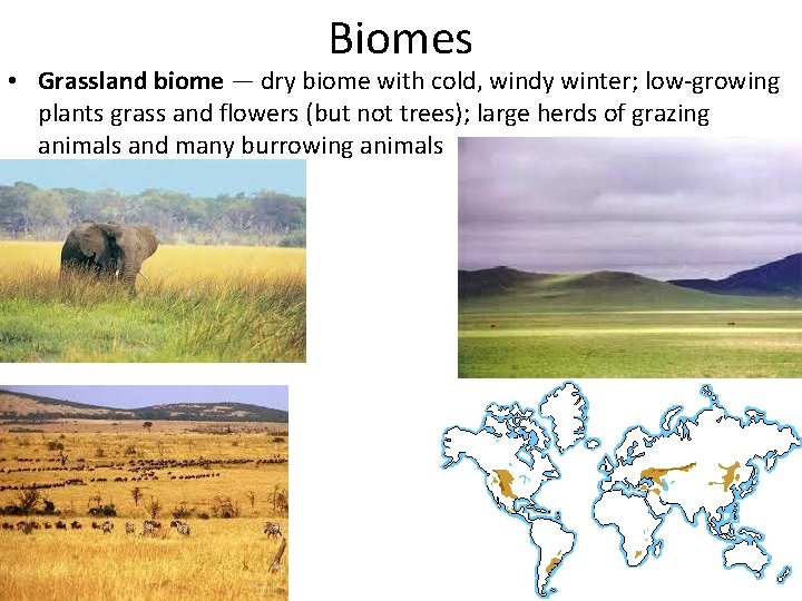 Biomes • Grassland biome — dry biome with cold, windy winter; low-growing plants grass