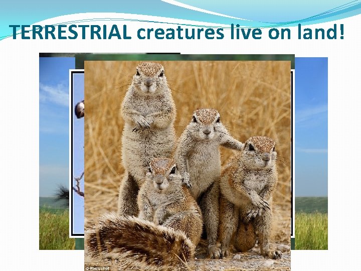 TERRESTRIAL creatures live on land! 