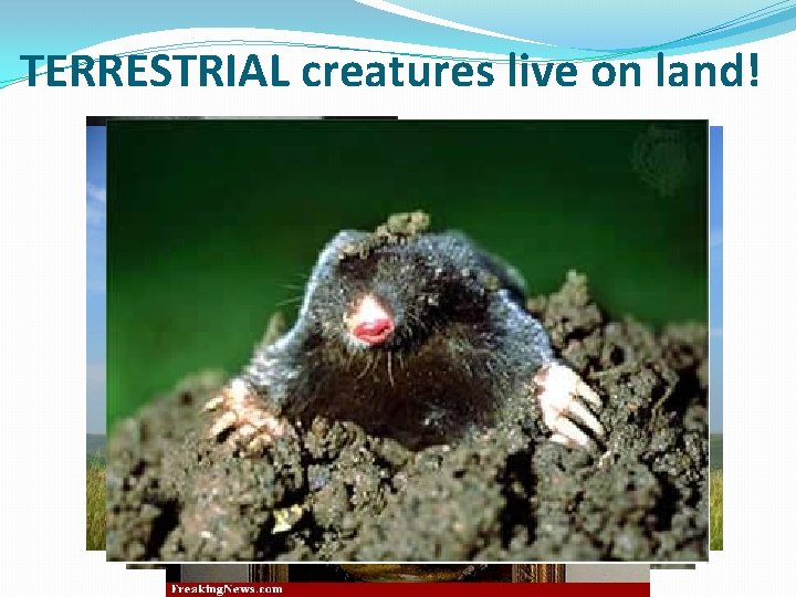 TERRESTRIAL creatures live on land! 