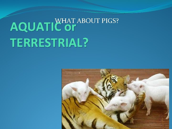 WHAT ABOUT PIGS? AQUATIC or TERRESTRIAL? 