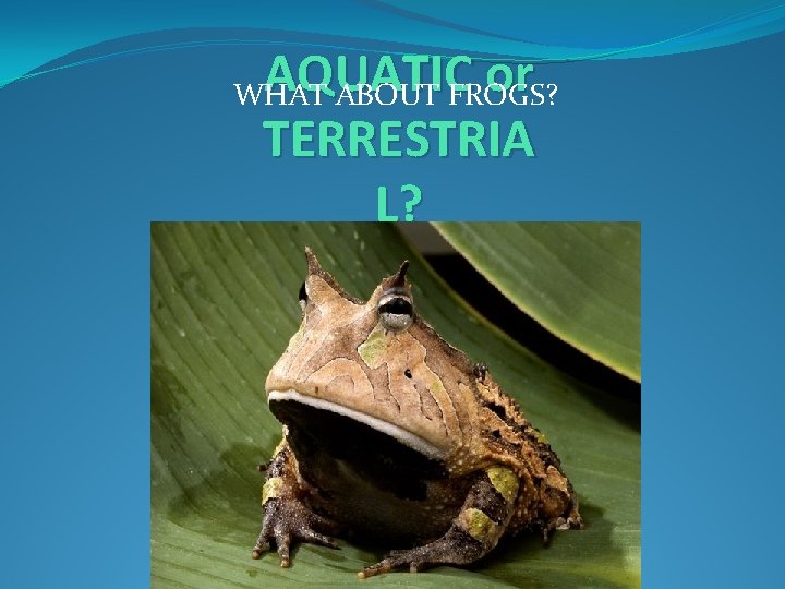 AQUATIC or TERRESTRIA L? WHAT ABOUT FROGS? 