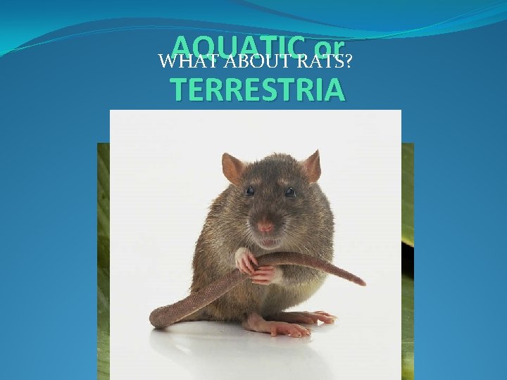 AQUATIC or TERRESTRIA L? WHAT ABOUT RATS? 