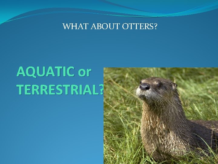 WHAT ABOUT OTTERS? AQUATIC or TERRESTRIAL? 