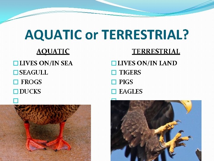 AQUATIC or TERRESTRIAL? AQUATIC �LIVES ON/IN SEA �SEAGULL � FROGS �DUCKS � � �