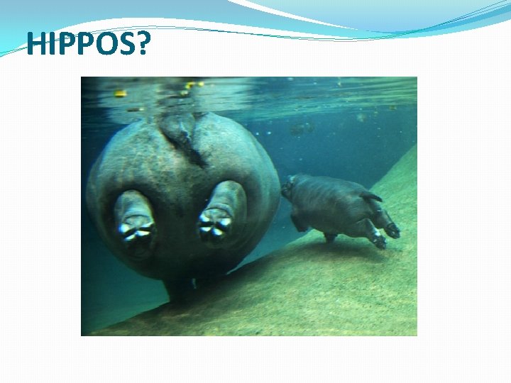 HIPPOS? 