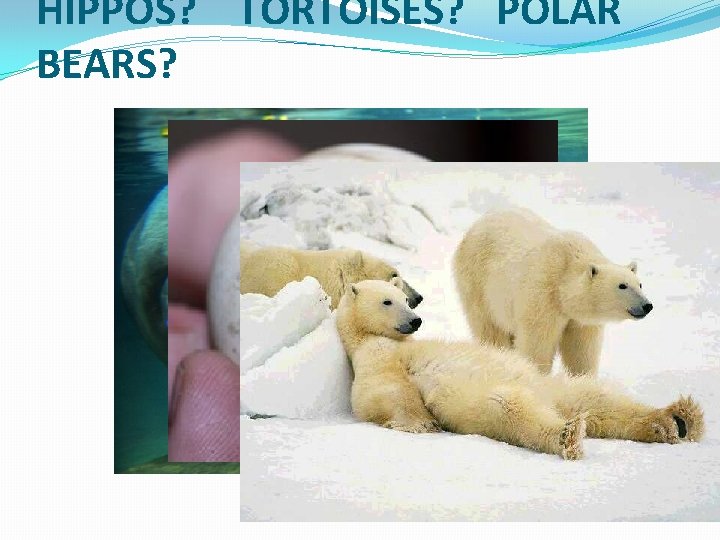 HIPPOS? TORTOISES? POLAR BEARS? 