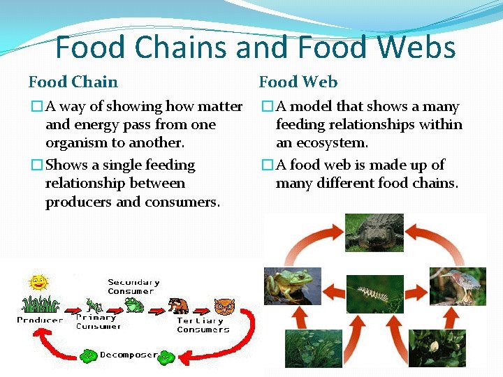 Food Chains and Food Webs Food Chain Food Web �A way of showing how