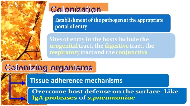 Colonization Colonizing organisms 