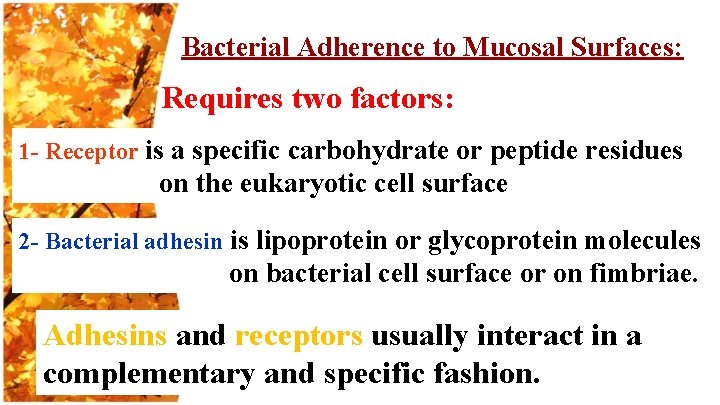 Bacterial Adherence to Mucosal Surfaces: Requires two factors: 1 - Receptor is a specific