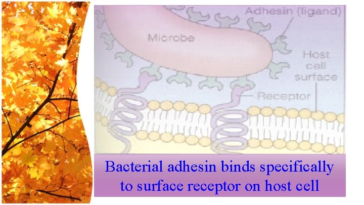 Bacterial adhesin binds specifically to surface receptor on host cell 