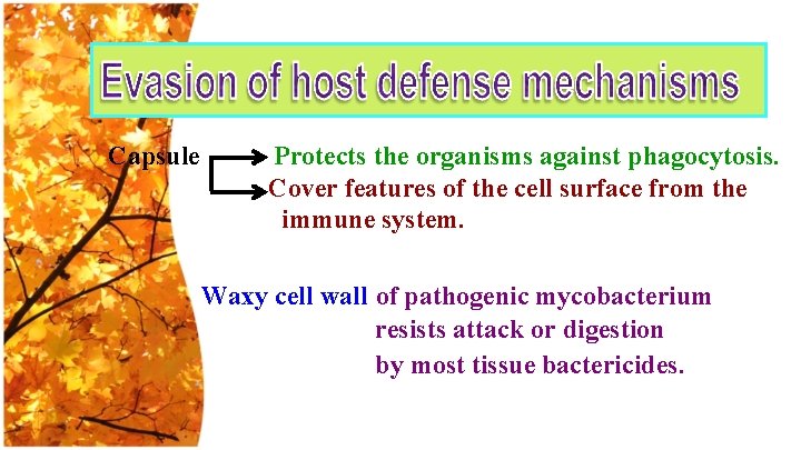 Capsule Protects the organisms against phagocytosis. Cover features of the cell surface from the