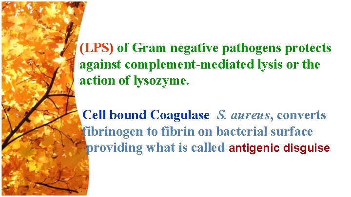 (LPS) of Gram negative pathogens protects against complement-mediated lysis or the action of lysozyme.