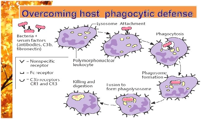 Overcoming host phagocytic defense 