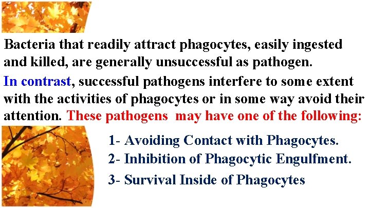 Bacteria that readily attract phagocytes, easily ingested and killed, are generally unsuccessful as pathogen.