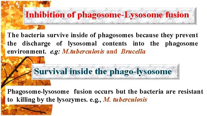 Inhibition of phagosome-Lysosome fusion The bacteria survive inside of phagosomes because they prevent the