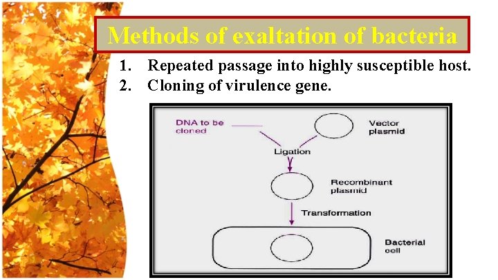 Methods of exaltation of bacteria 1. Repeated passage into highly susceptible host. 2. Cloning