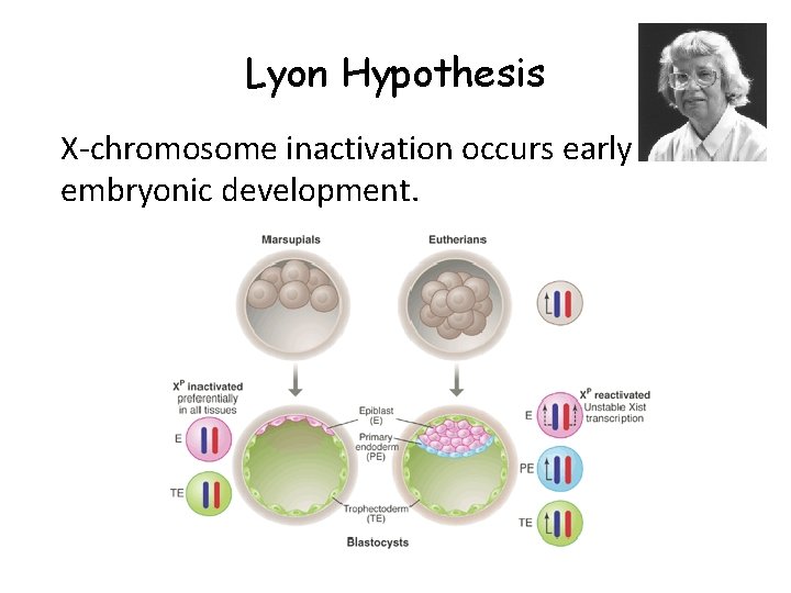 Lyon Hypothesis X-chromosome inactivation occurs early in embryonic development. 