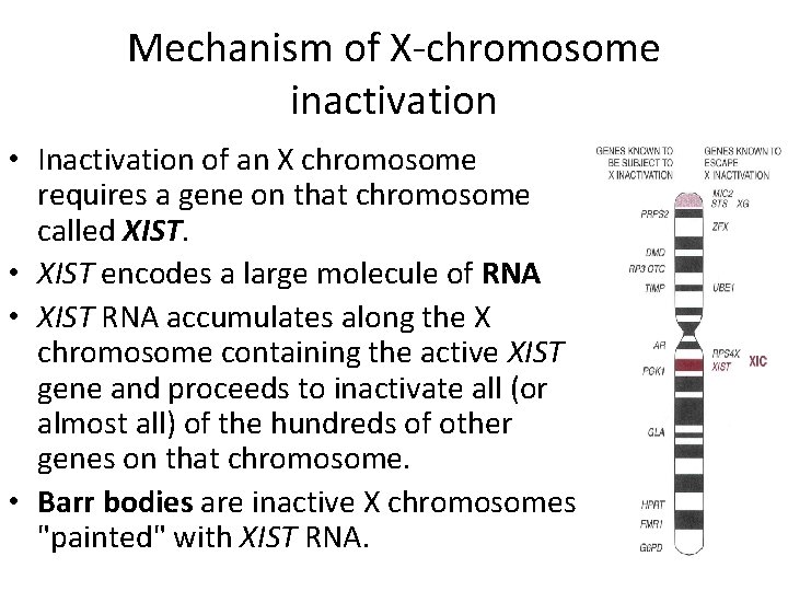 Mechanism of X-chromosome inactivation • Inactivation of an X chromosome requires a gene on