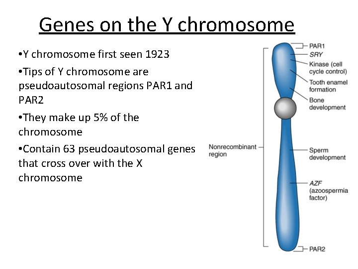 Genes on the Y chromosome • Y chromosome first seen 1923 • Tips of