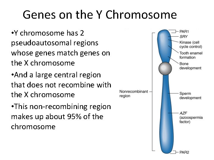 Genes on the Y Chromosome • Y chromosome has 2 pseudoautosomal regions whose genes