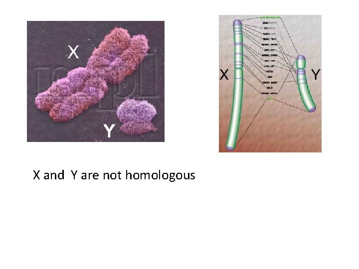 X and Y are not homologous 