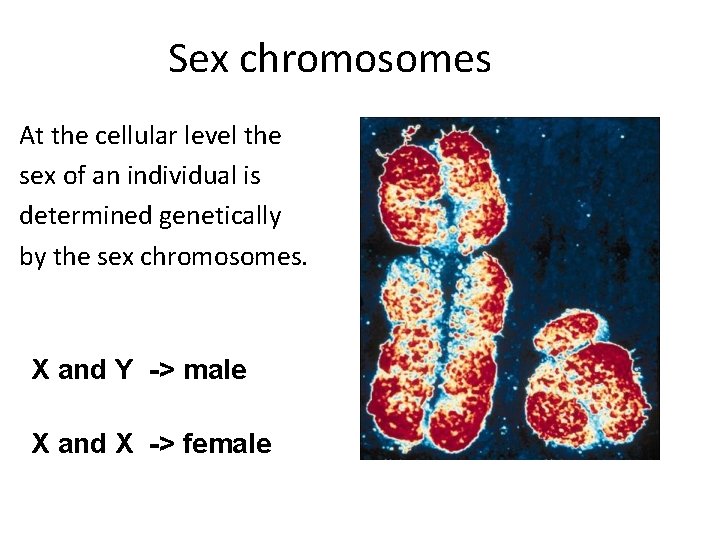 Sex chromosomes At the cellular level the sex of an individual is determined genetically