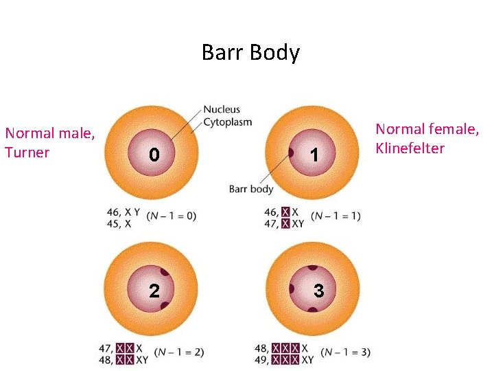 Barr Body Normal male, Turner 0 1 2 3 Normal female, Klinefelter 