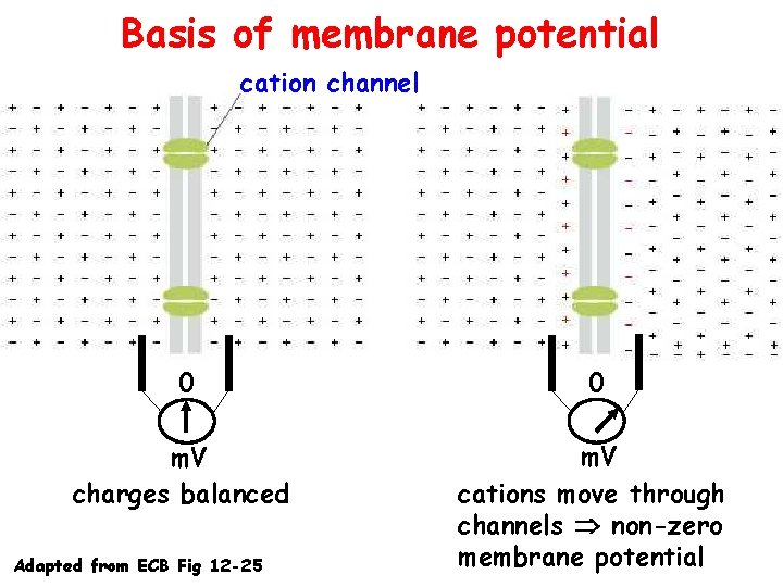 Basis of membrane potential cation channel 0 0 m. V charges balanced m. V