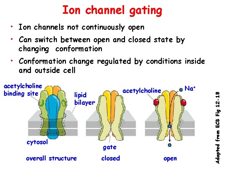 Ion channel gating • Ion channels not continuously open • Can switch between open